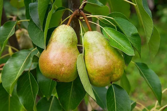 Ile kcal ma gruszka i jakie korzyści daje w diecie odchudzającej - Poradnik